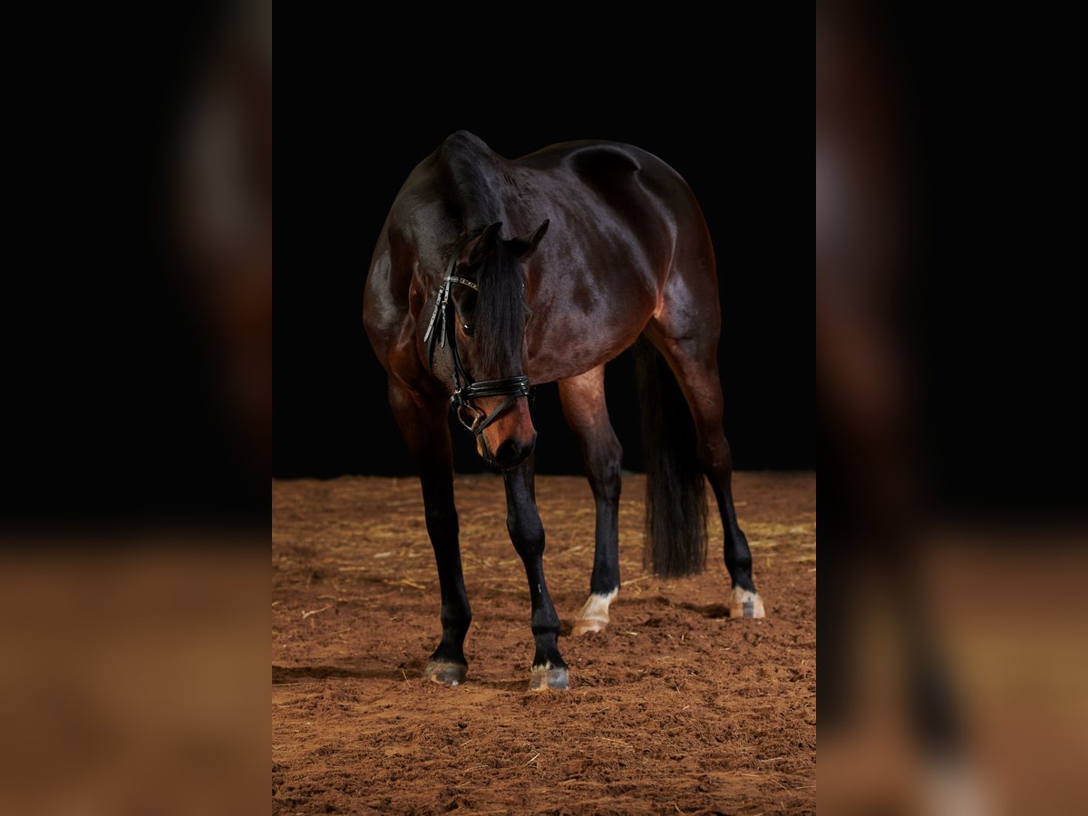 Oldenburger Springpferd Stute 11 Jahre 162 cm Brauner in Sonnefeld