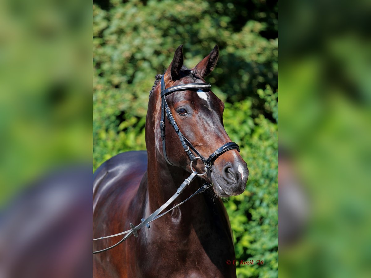 Oldenburger Springpferd Stute 11 Jahre 163 cm Schwarzbrauner in Biblis