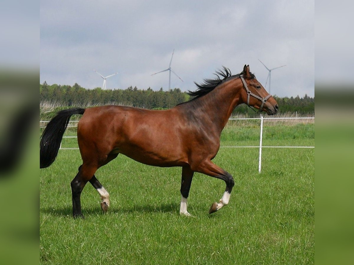 Oldenburger Springpferd Stute 11 Jahre 173 cm Brauner in RatingenRatingen