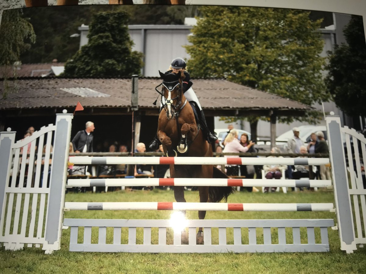 Oldenburger Springpferd Stute 11 Jahre 174 cm Dunkelfuchs in Hermannsburg