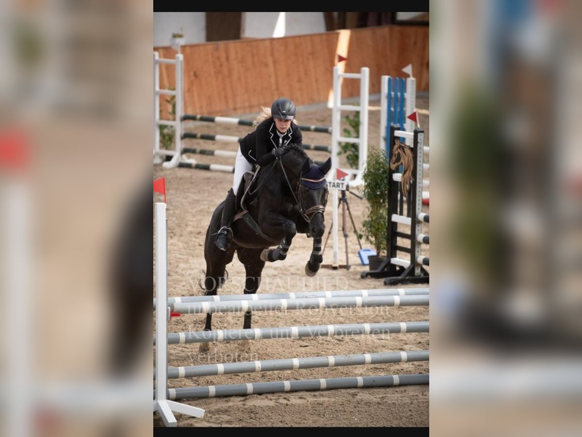 Oldenburger Springpferd Stute 12 Jahre 164 cm Rappe in Karben