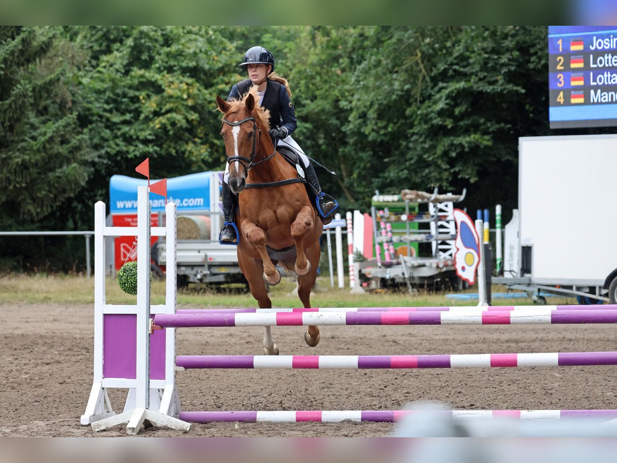 Oldenburger Springpferd Stute 12 Jahre 167 cm Fuchs in Oldendorf/ Luhe