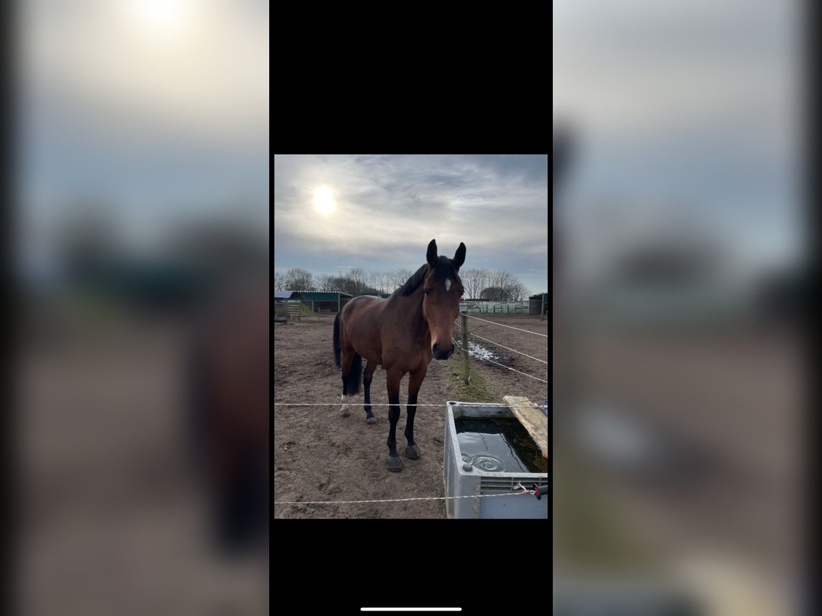 Oldenburger Springpferd Stute 12 Jahre 173 cm Brauner in Osterr&#xF6;nfeld