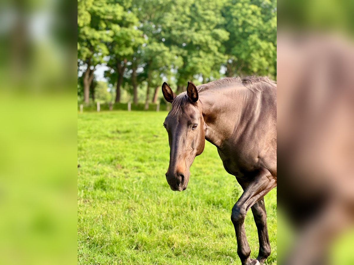 Oldenburger Springpferd Stute 13 Jahre 163 cm Dunkelbrauner in Solingen