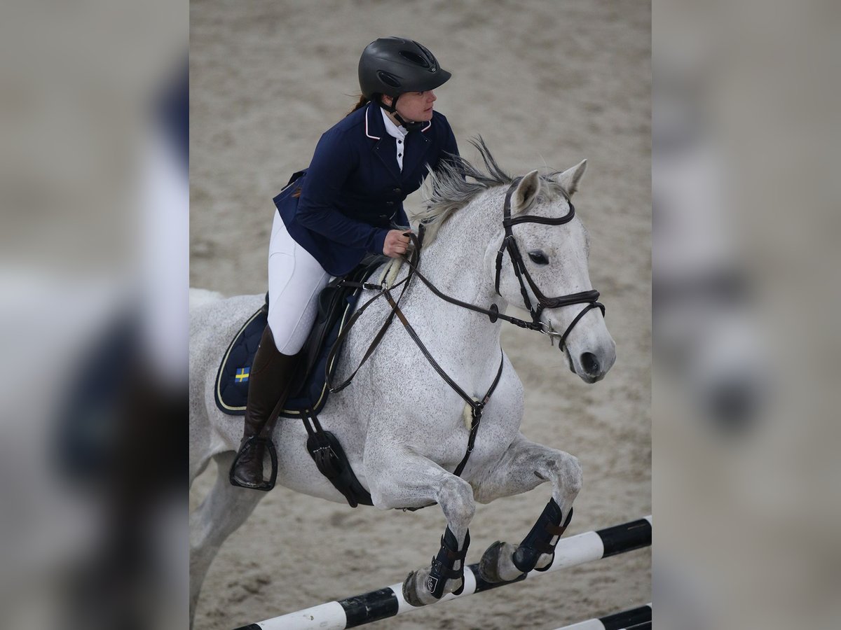 Oldenburger Springpferd Stute 13 Jahre 165 cm Schimmel in Dagmersellen
