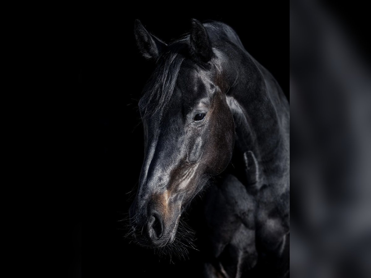 Oldenburger Springpferd Stute 13 Jahre 168 cm Schwarzbrauner in B&#xF6;blingen
