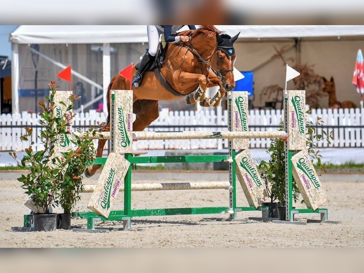 Oldenburger Springpferd Stute 13 Jahre 182 cm Fuchs in Gossau SG