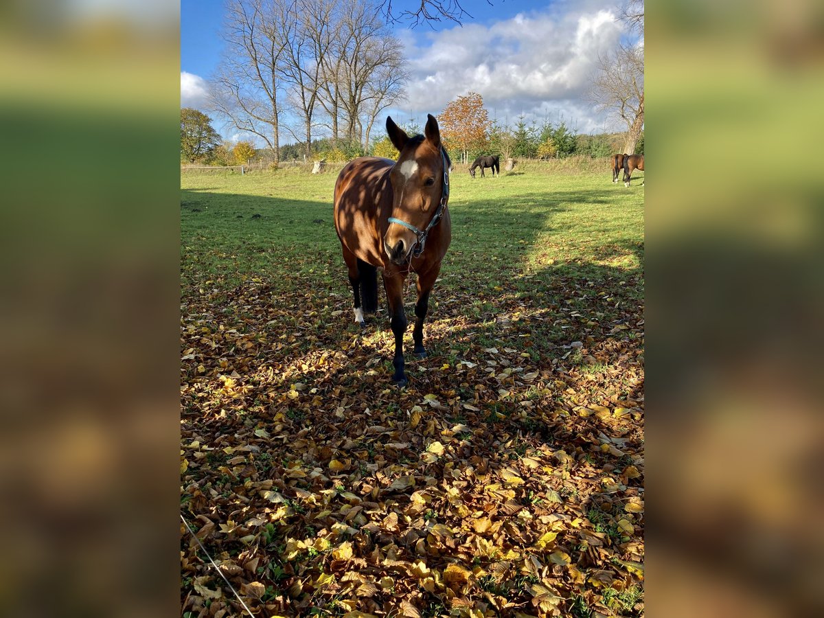 Oldenburger Springpferd Stute 14 Jahre 163 cm Brauner in Aurich