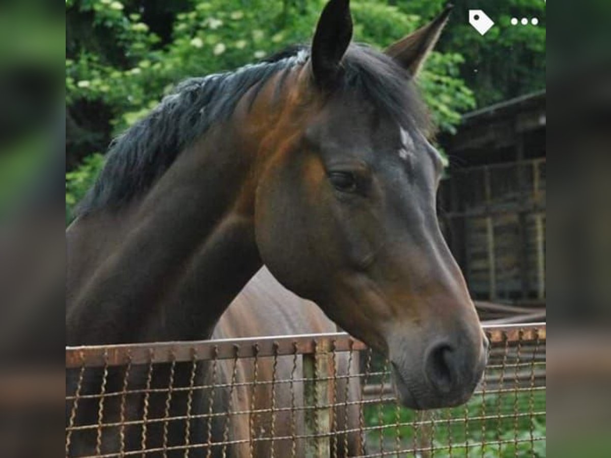 Oldenburger Springpferd Stute 14 Jahre 167 cm Brauner in Braunschweig