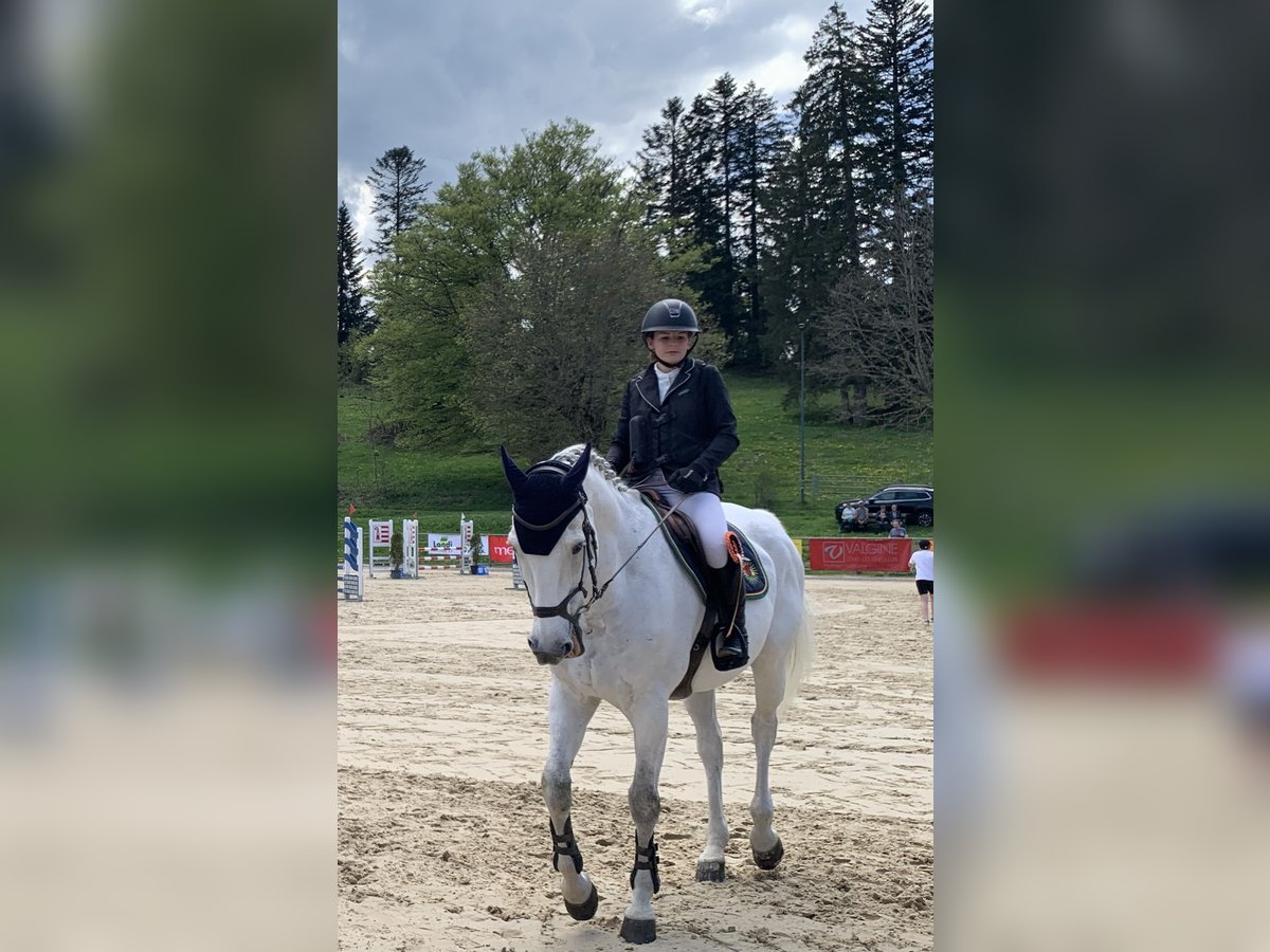 Oldenburger Springpferd Stute 14 Jahre 170 cm Schimmel in Porrentruy