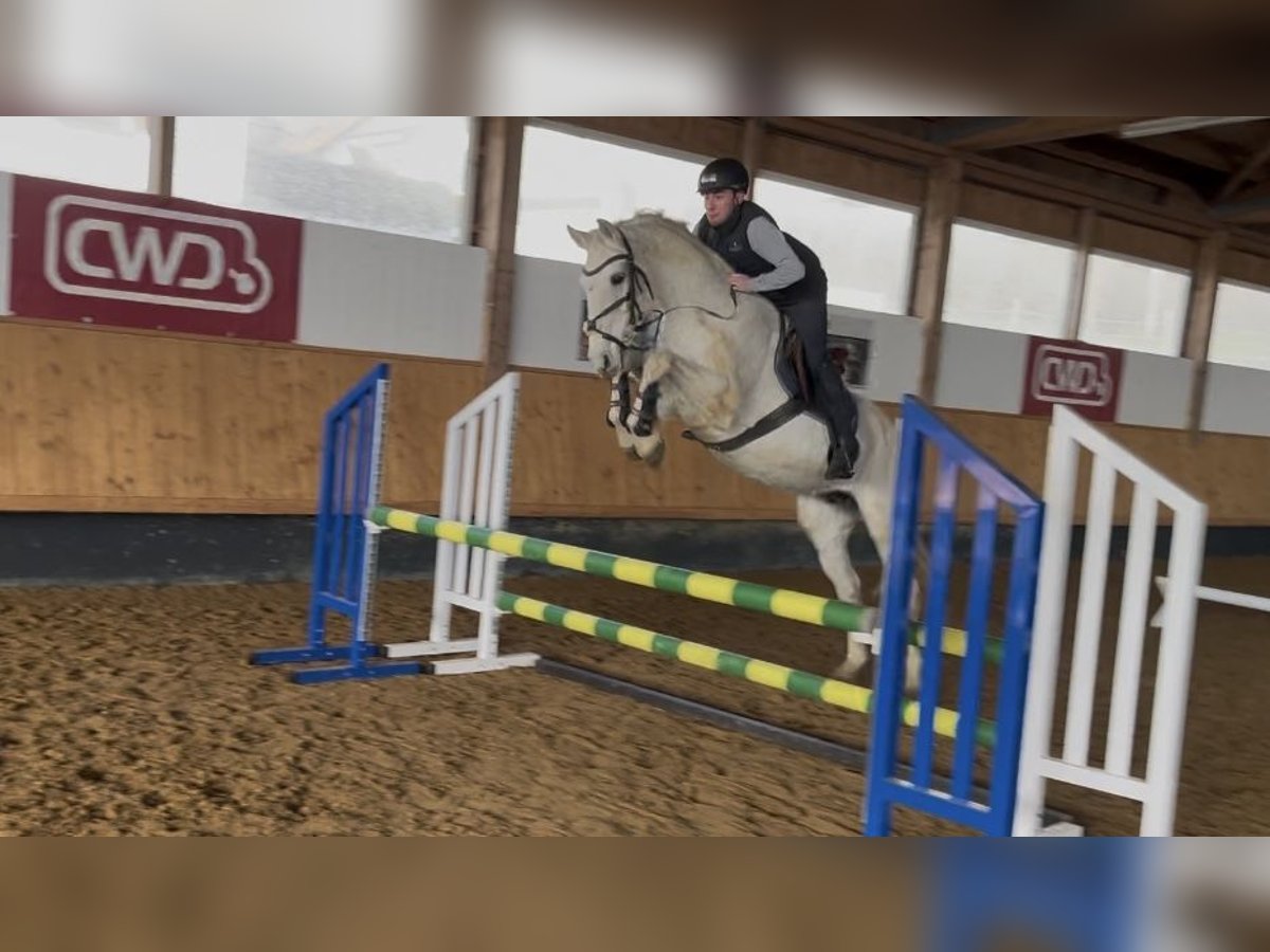 Oldenburger Springpferd Stute 14 Jahre 170 cm Schimmel in Bad Schussenried Oldenburger Springpferd Stute 14 Jahre 170 cm Schimmel in Bad Schussenried