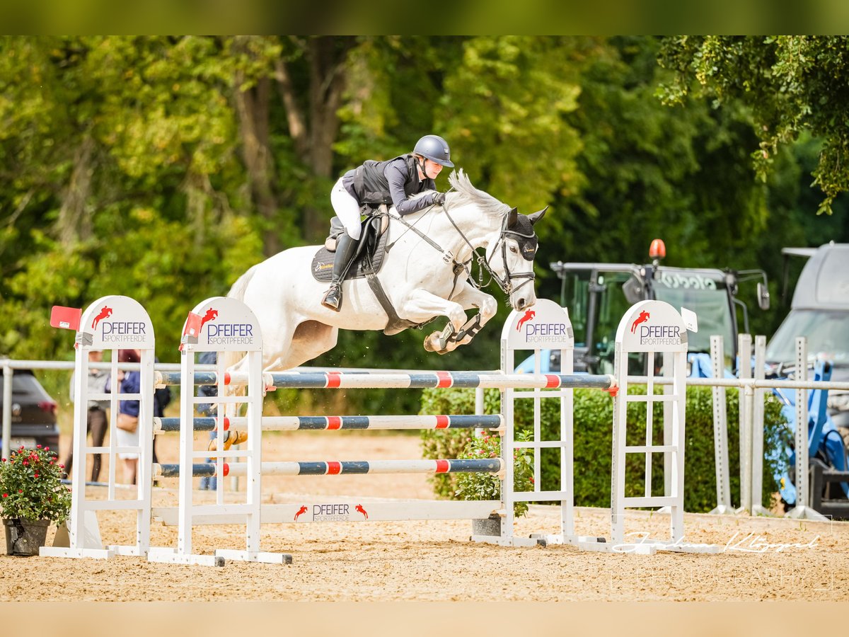 Oldenburger Springpferd Stute 14 Jahre 171 cm Schimmel in Illertissen