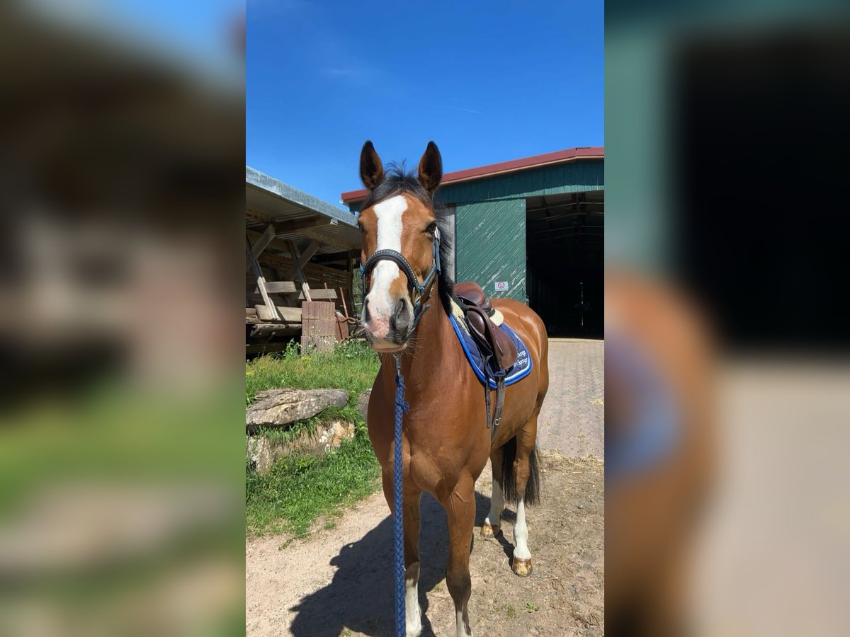 Oldenburger Springpferd Stute 15 Jahre 162 cm Brauner in Pirmasens