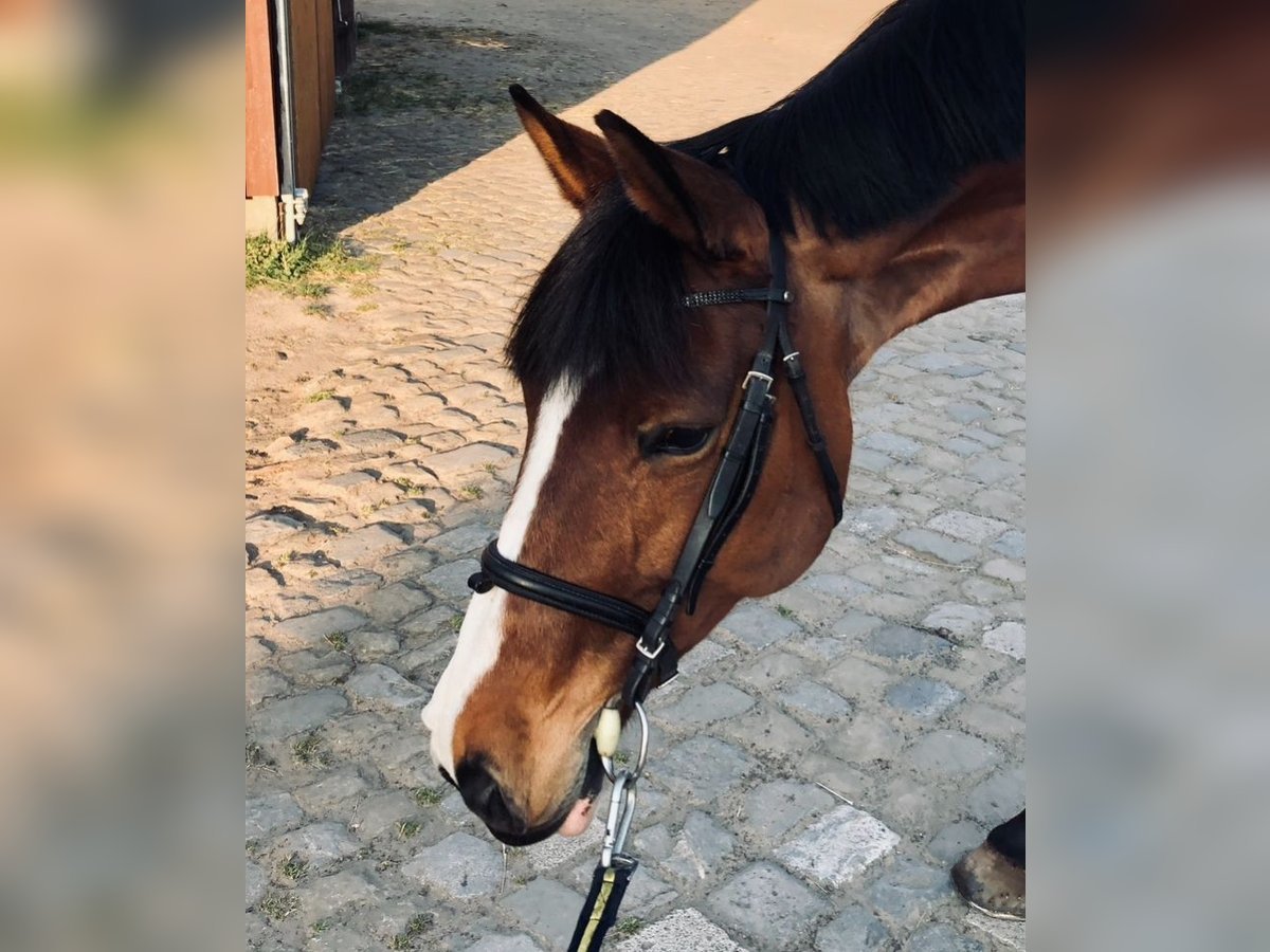 Oldenburger Springpferd Stute 15 Jahre 165 cm Brauner in Hermannsburg