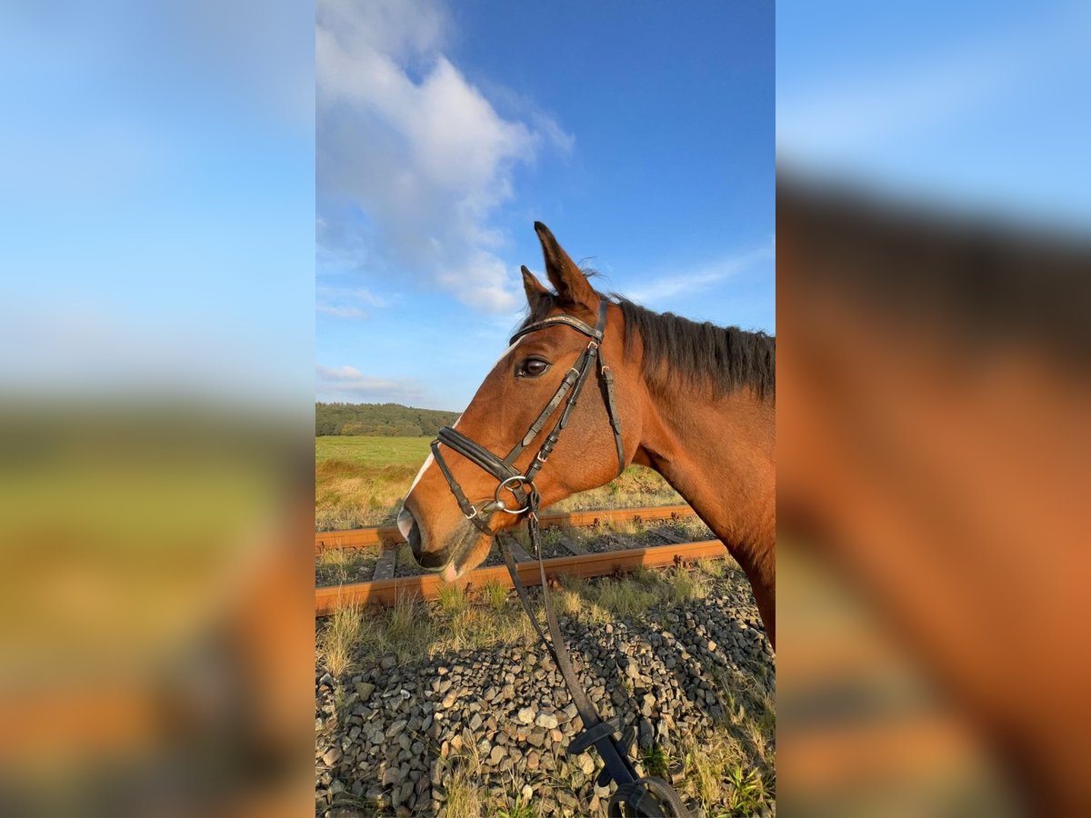 Oldenburger Springpferd Stute 15 Jahre 166 cm Brauner in Dingen