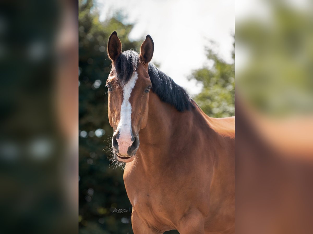 Oldenburger Springpferd Stute 15 Jahre 166 cm Brauner in Dingen