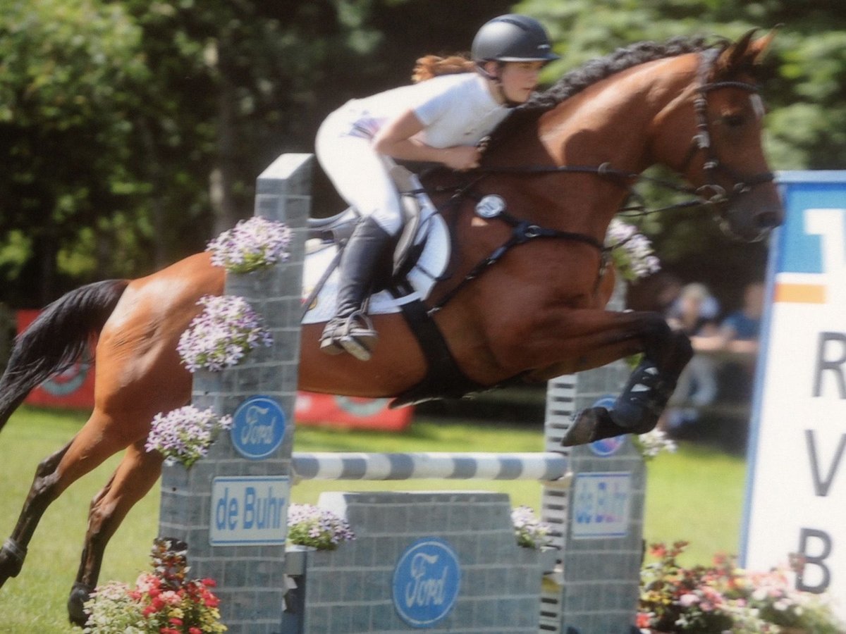 Oldenburger Springpferd Stute 15 Jahre 167 cm Brauner in Hesel