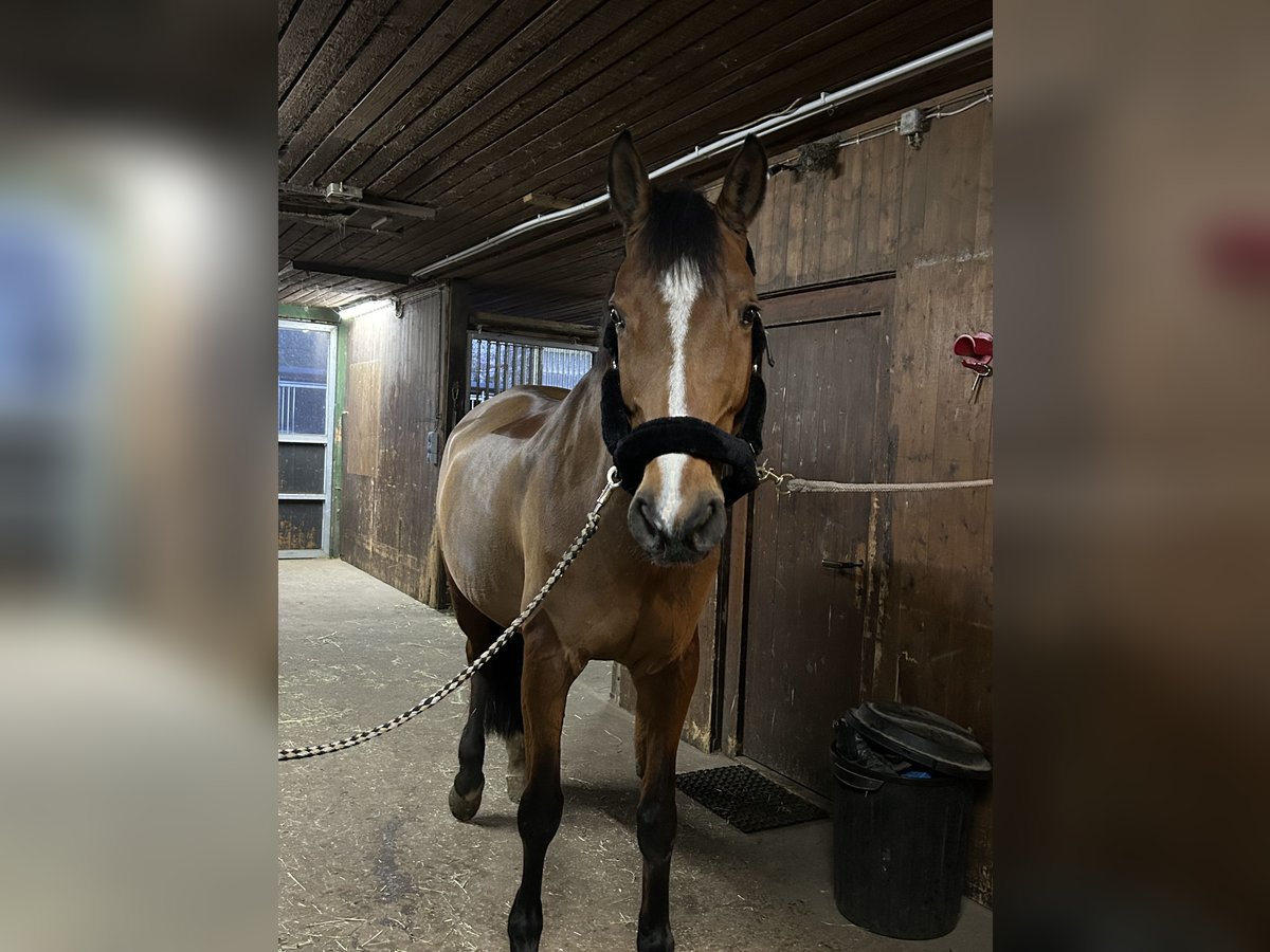 Oldenburger Springpferd Stute 15 Jahre 168 cm in &#xDC;berlingen