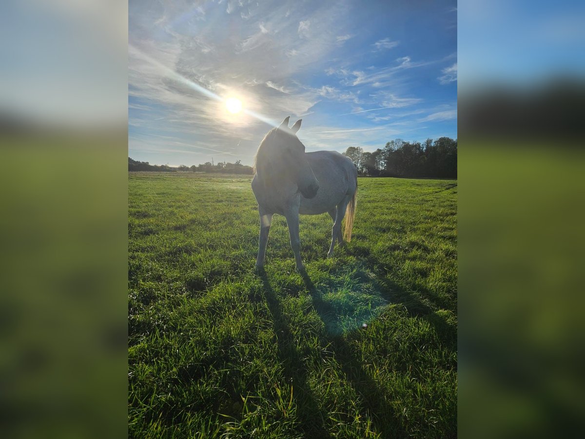 Oldenburger Springpferd Stute 17 Jahre 167 cm Fliegenschimmel in Bismark (Altmark) OT B&#xFC;ste
