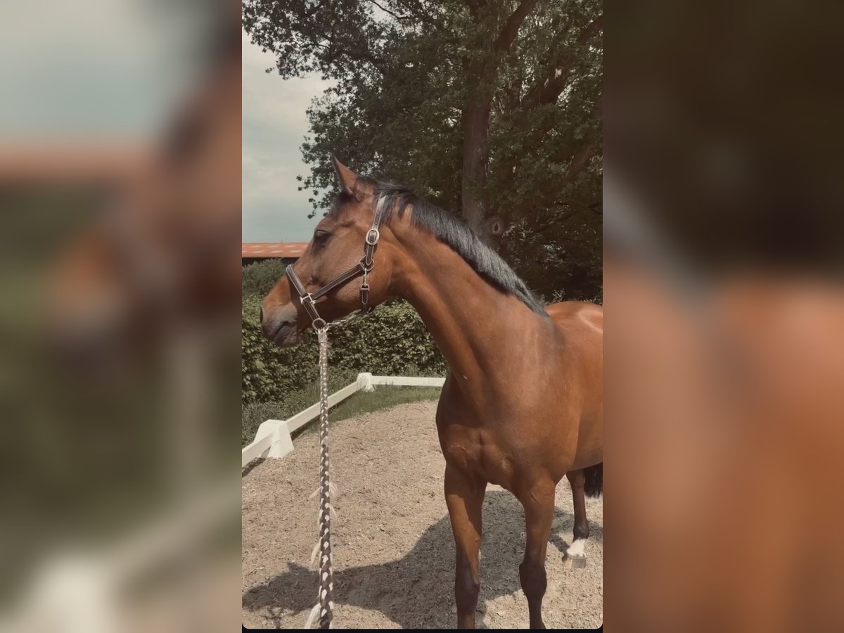 Oldenburger Springpferd Stute 18 Jahre 164 cm Brauner in Oldenburg