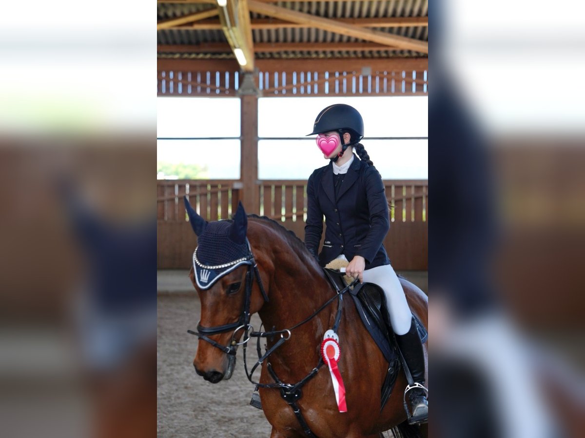 Oldenburger Springpferd Stute 18 Jahre 167 cm Brauner in Gerlenhofen