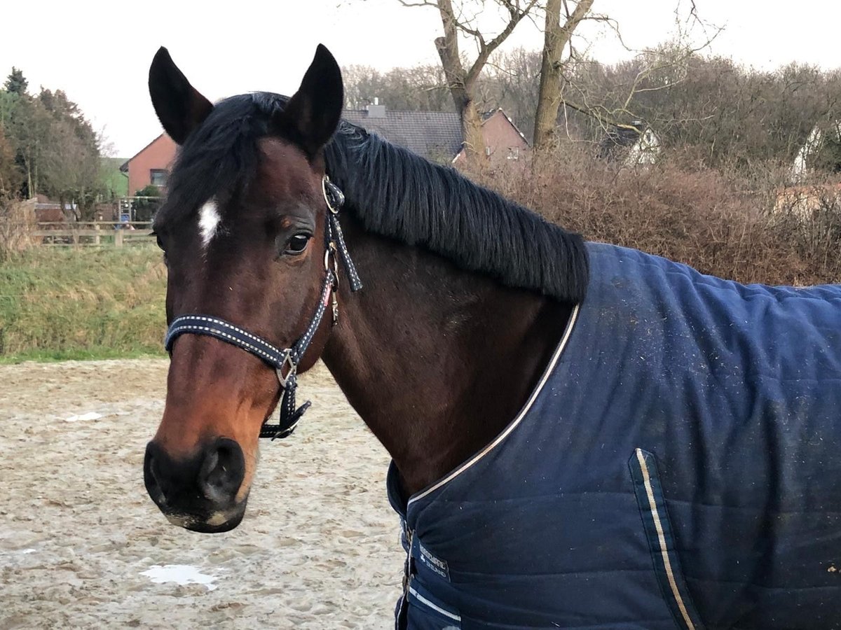 Oldenburger Springpferd Stute 18 Jahre 168 cm Dunkelbrauner in Lilienthal