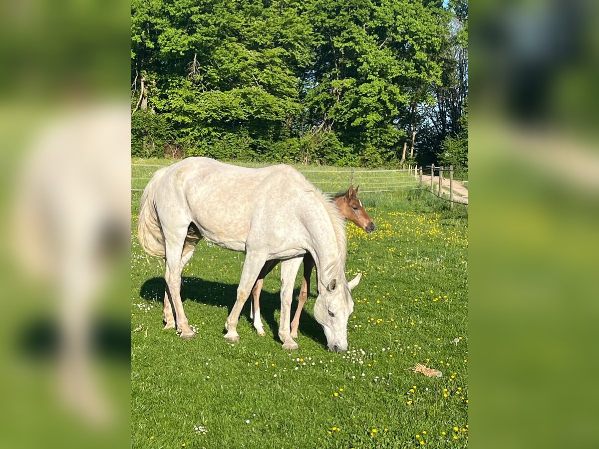 Oldenburger Springpferd Stute 19 Jahre 165 cm Schimmel in Berg