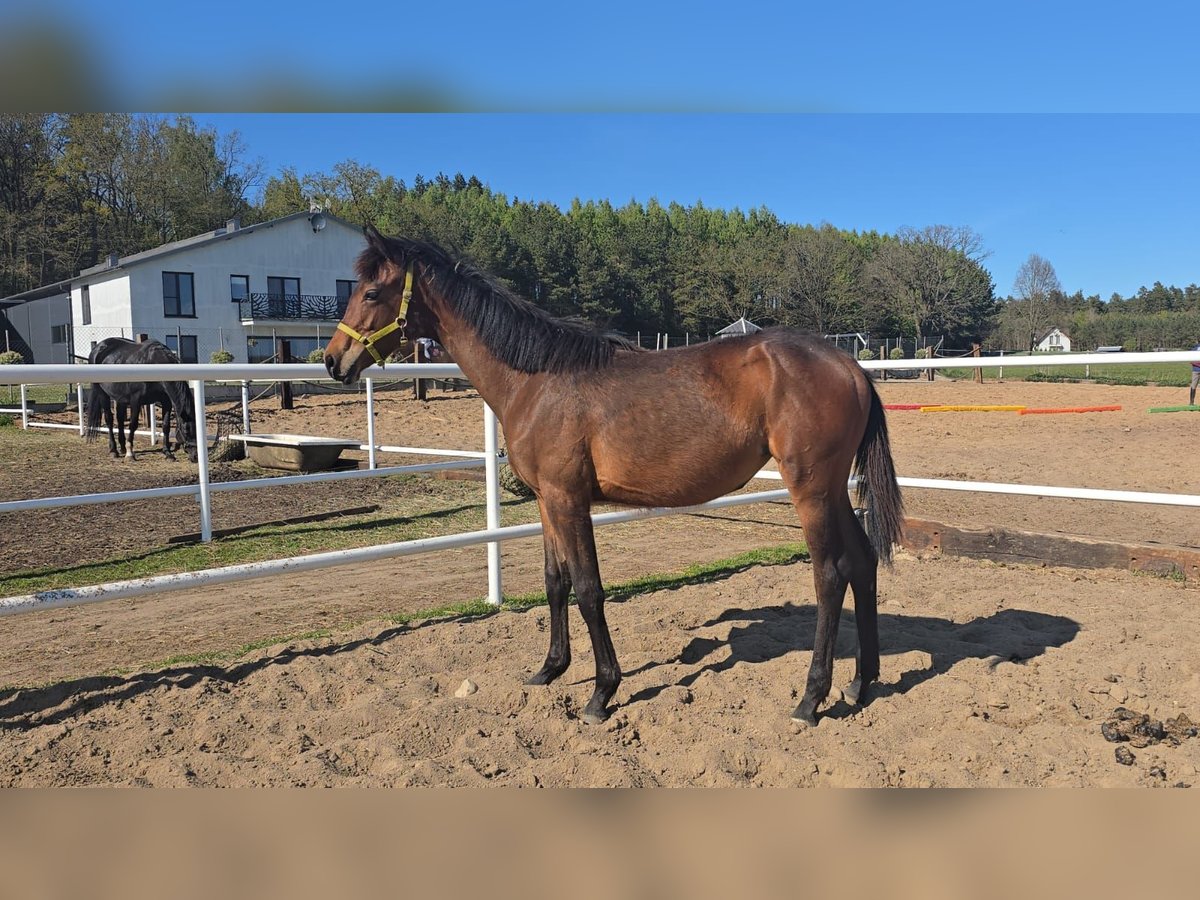 Oldenburger Springpferd Stute 1 Jahr 168 cm Brauner in L&#x119;bork