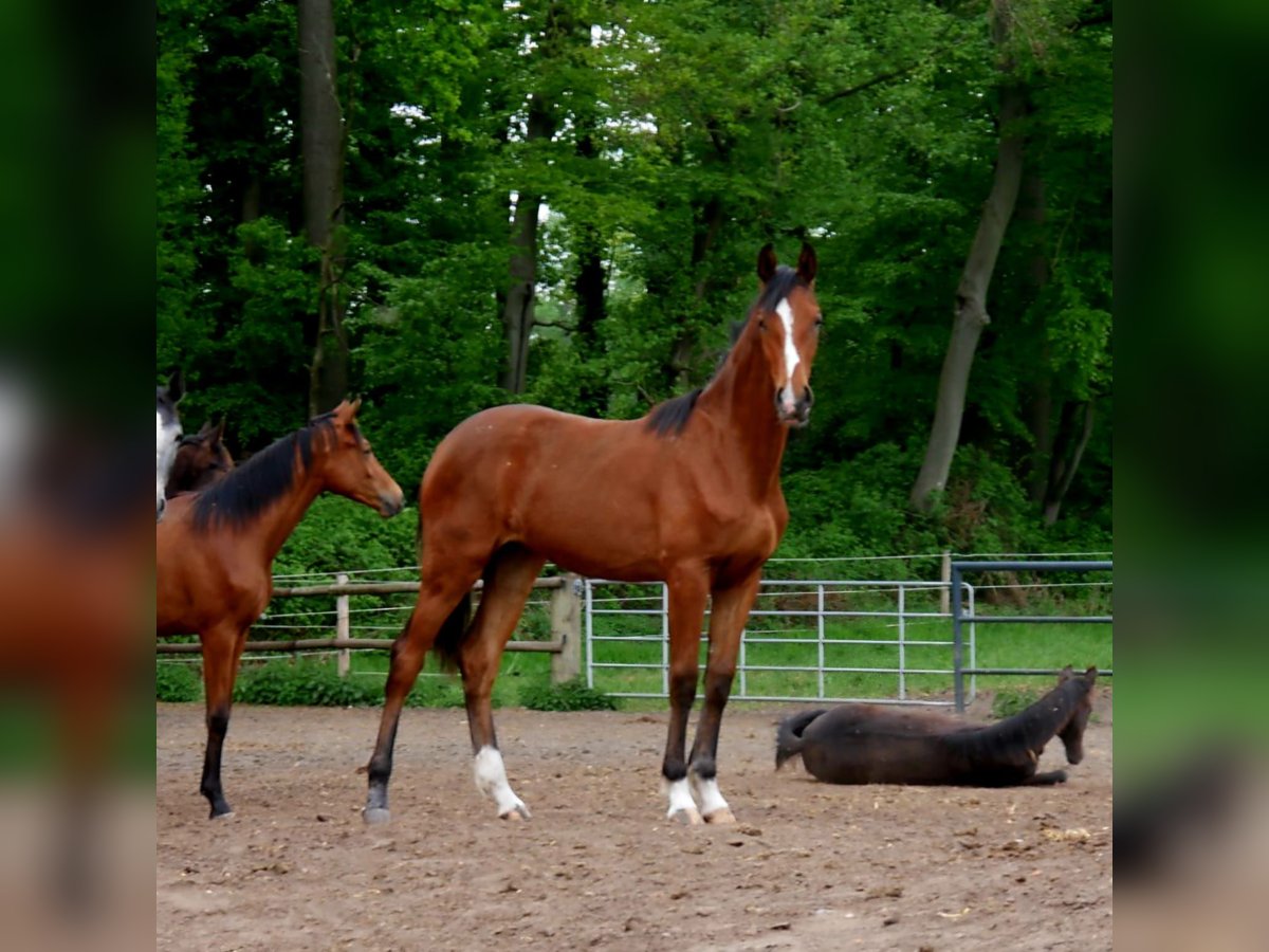Oldenburger Springpferd Stute 1 Jahr 170 cm Brauner in Schwertberg