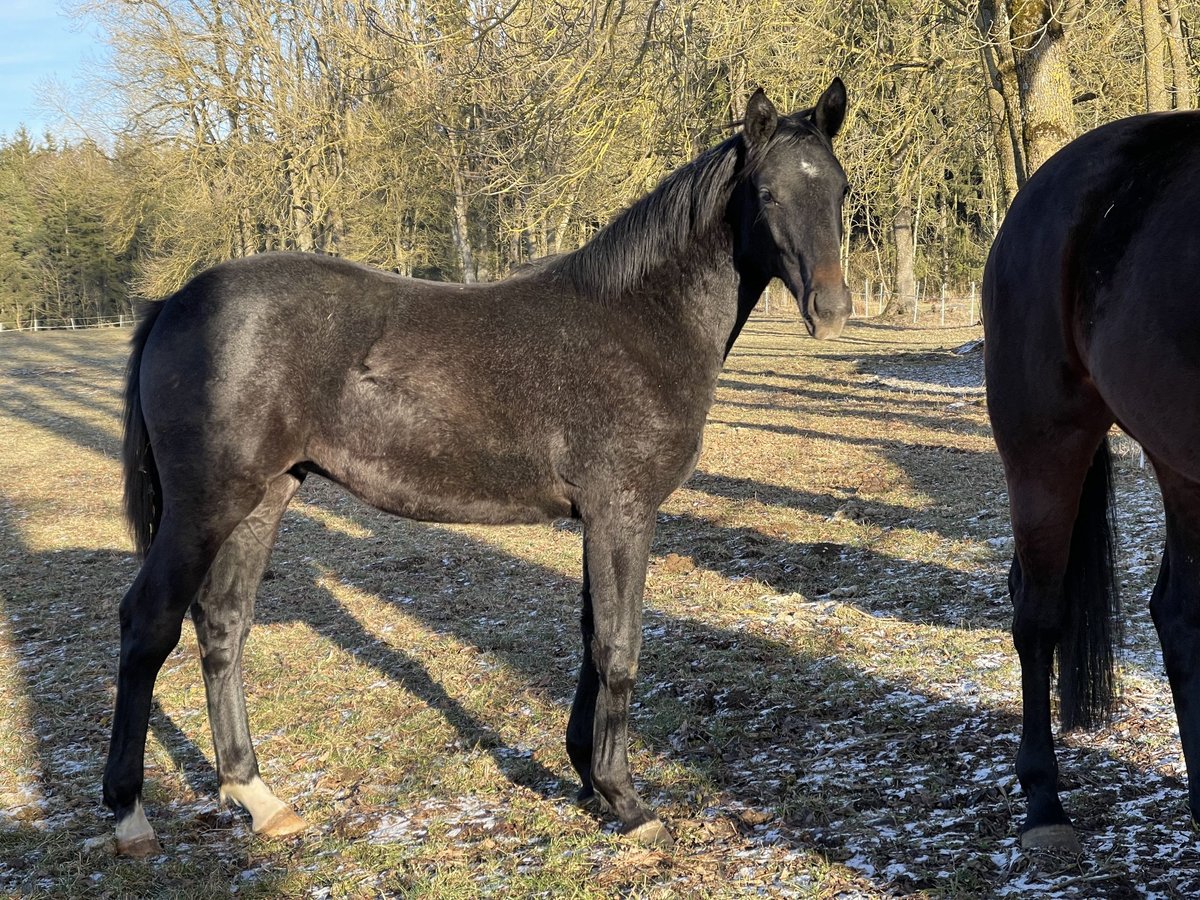 Oldenburger Springpferd Stute 1 Jahr 170 cm Kann Schimmel werden in MünsingenMünsingen