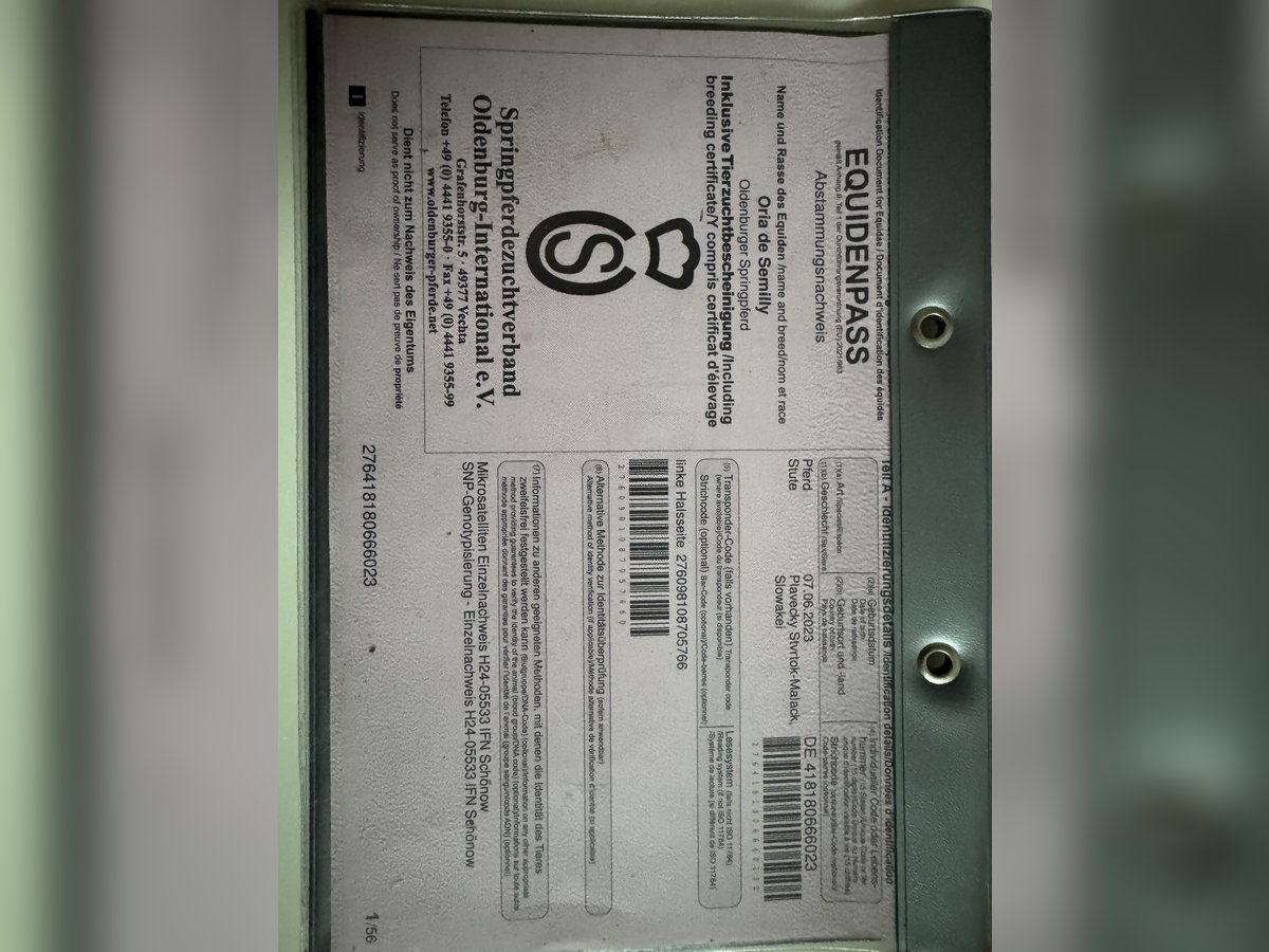 Oldenburger Springpferd Stute 1 Jahr 170 cm Rotbrauner in Brno