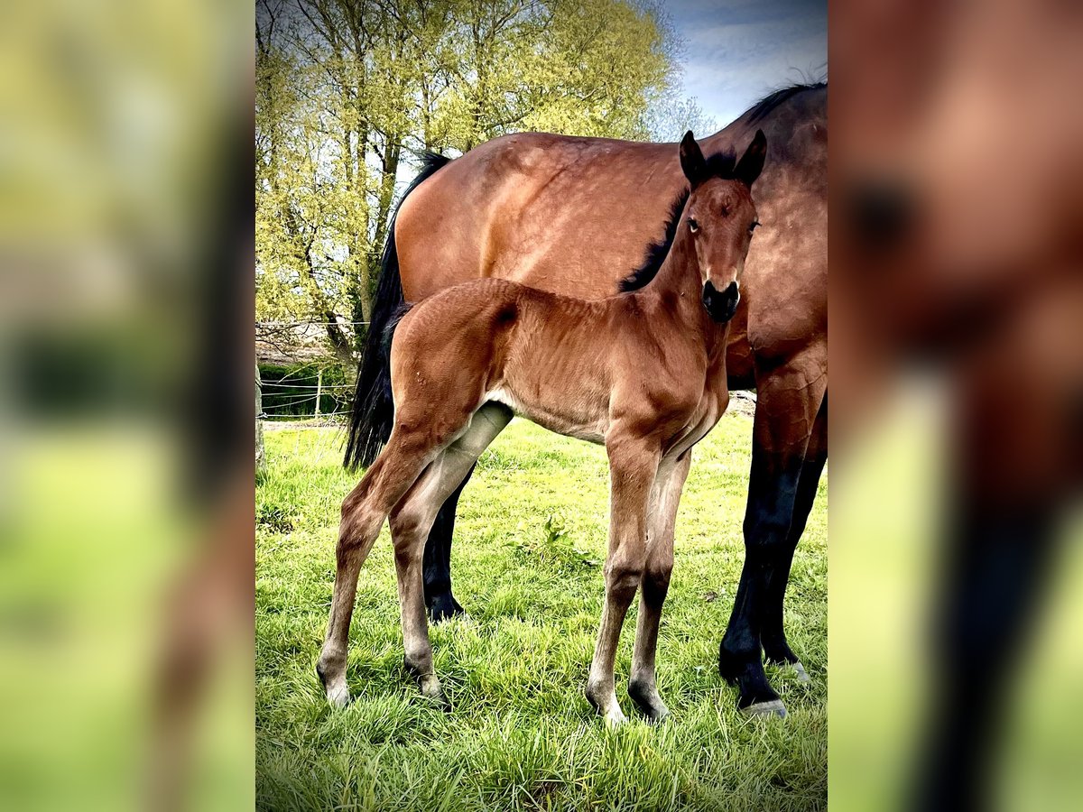 Oldenburger Springpferd Stute 1 Jahr 175 cm Brauner in Warnkenhagen