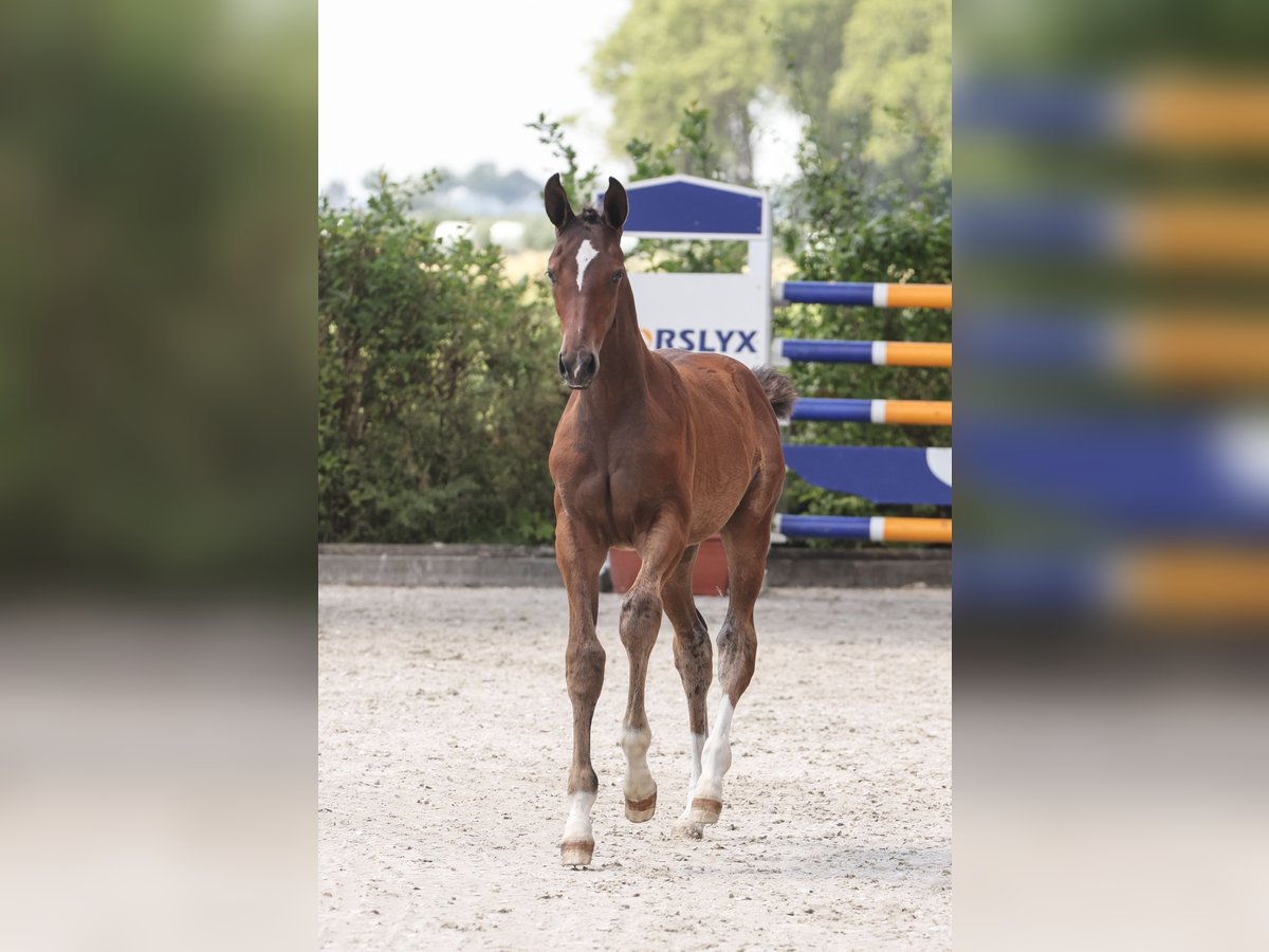 Oldenburger Springpferd Stute 1 Jahr Brauner in Garrel