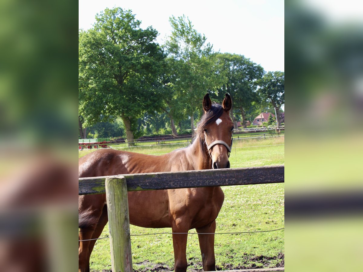 Oldenburger Springpferd Stute 1 Jahr Brauner in Westerstede