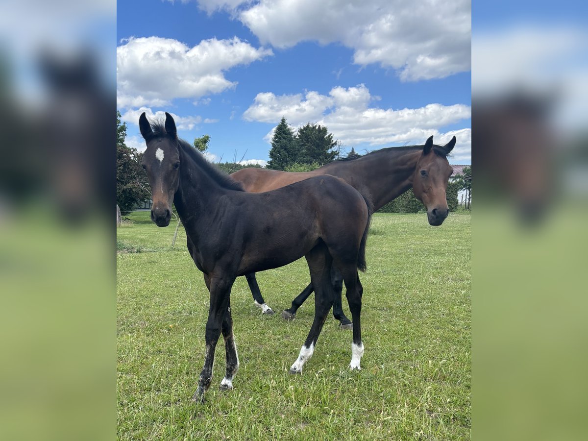 Oldenburger Springpferd Stute 1 Jahr Schwarzbrauner in Rietz Neuendorf