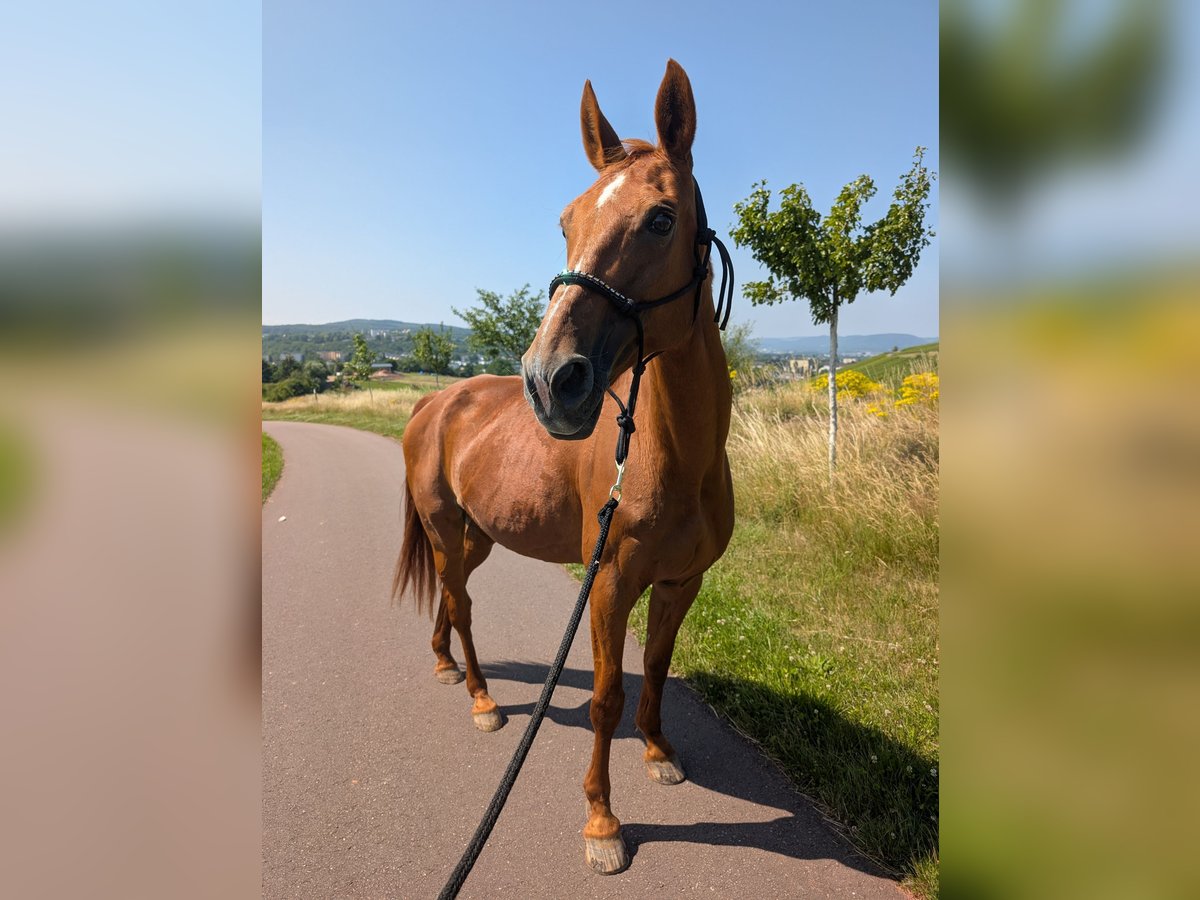 Oldenburger Springpferd Stute 23 Jahre 162 cm Fuchs in Trier