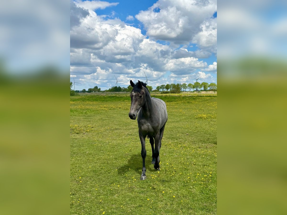 Oldenburger Springpferd Stute 2 Jahre 164 cm Schimmel in Mildstedt