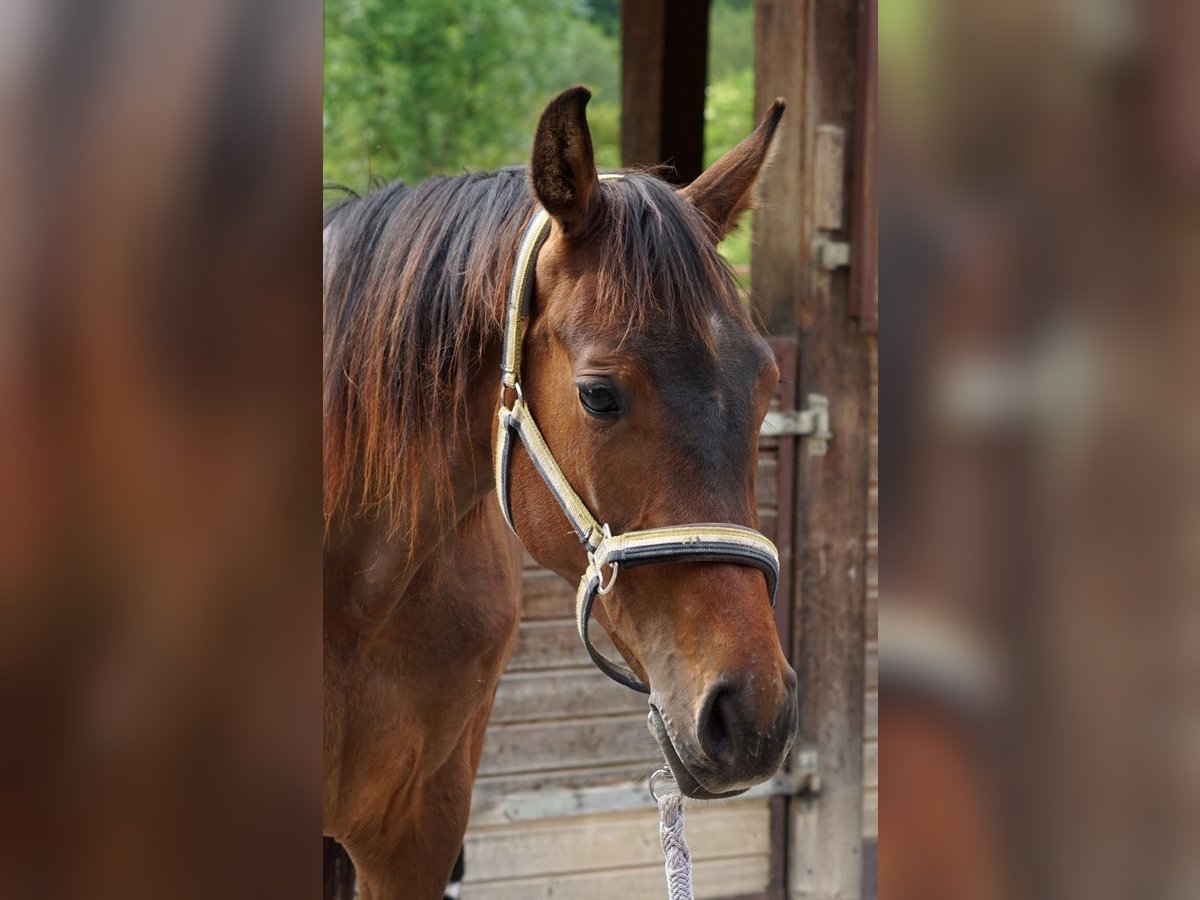 Oldenburger Springpferd Stute 2 Jahre 165 cm Brauner in Dietfurt an der Altm&#xFC;hl