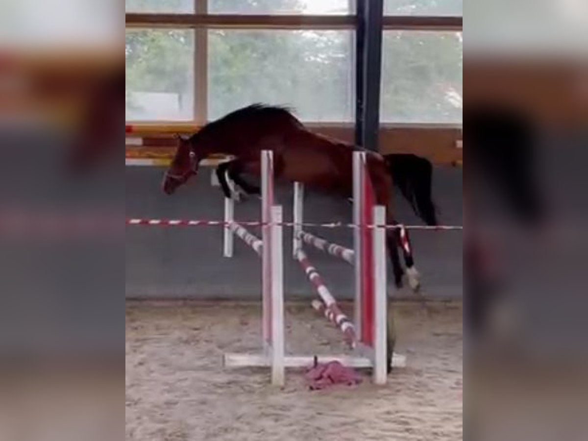 Oldenburger Springpferd Stute 2 Jahre 169 cm Brauner in Papenhagen