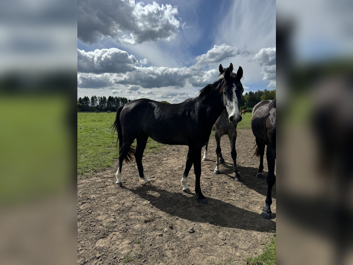 Oldenburger Springpferd Stute 3 Jahre 155 cm Schimmel in Tornesch