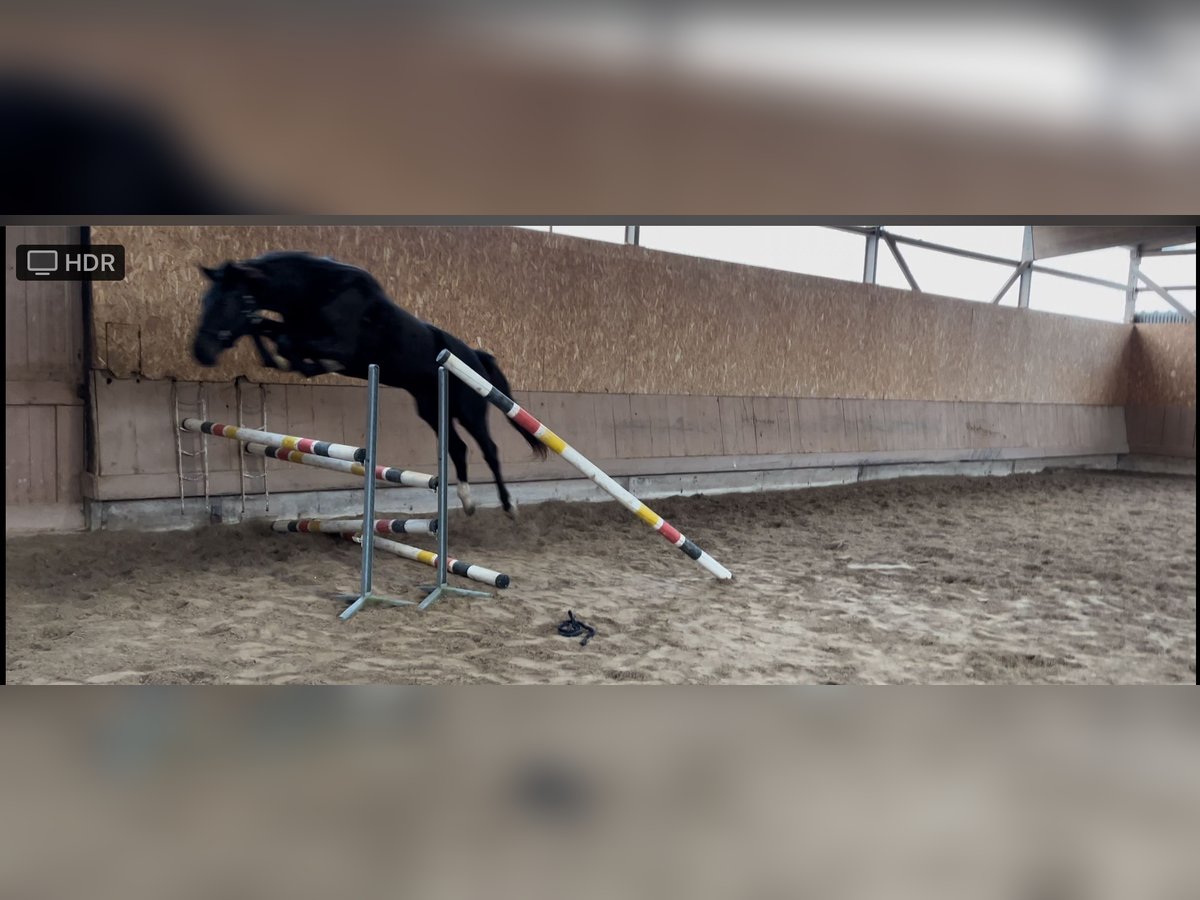 Oldenburger Springpferd Stute 3 Jahre 165 cm Rappe in Freudenberg