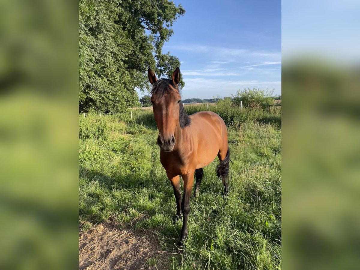 Oldenburger Springpferd Stute 3 Jahre 167 cm Brauner in Ankum
