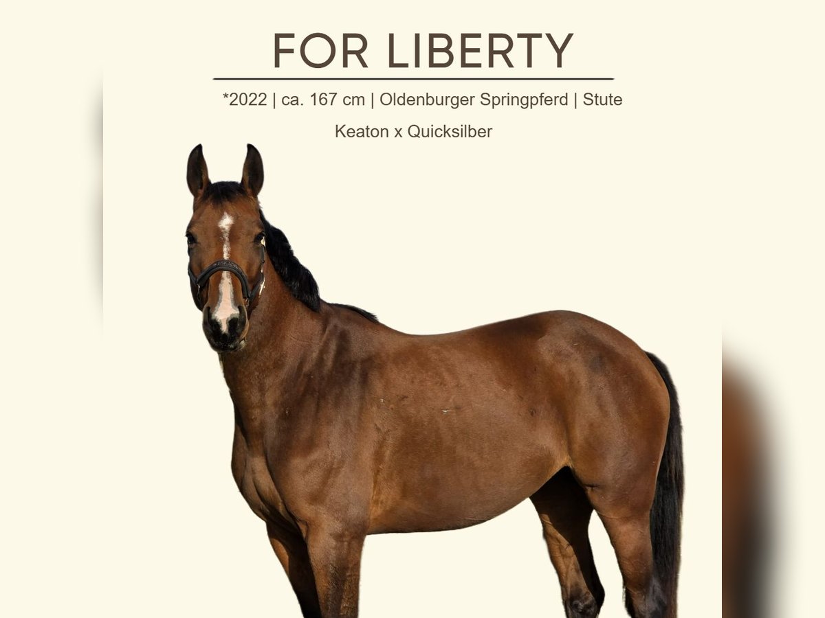 Oldenburger Springpferd Stute 3 Jahre 167 cm Brauner in Mannersdorf an der Rabnitz