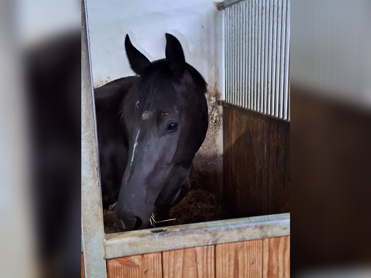 Oldenburger Springpferd Stute 3 Jahre 168 cm Rappe in Königsmoos