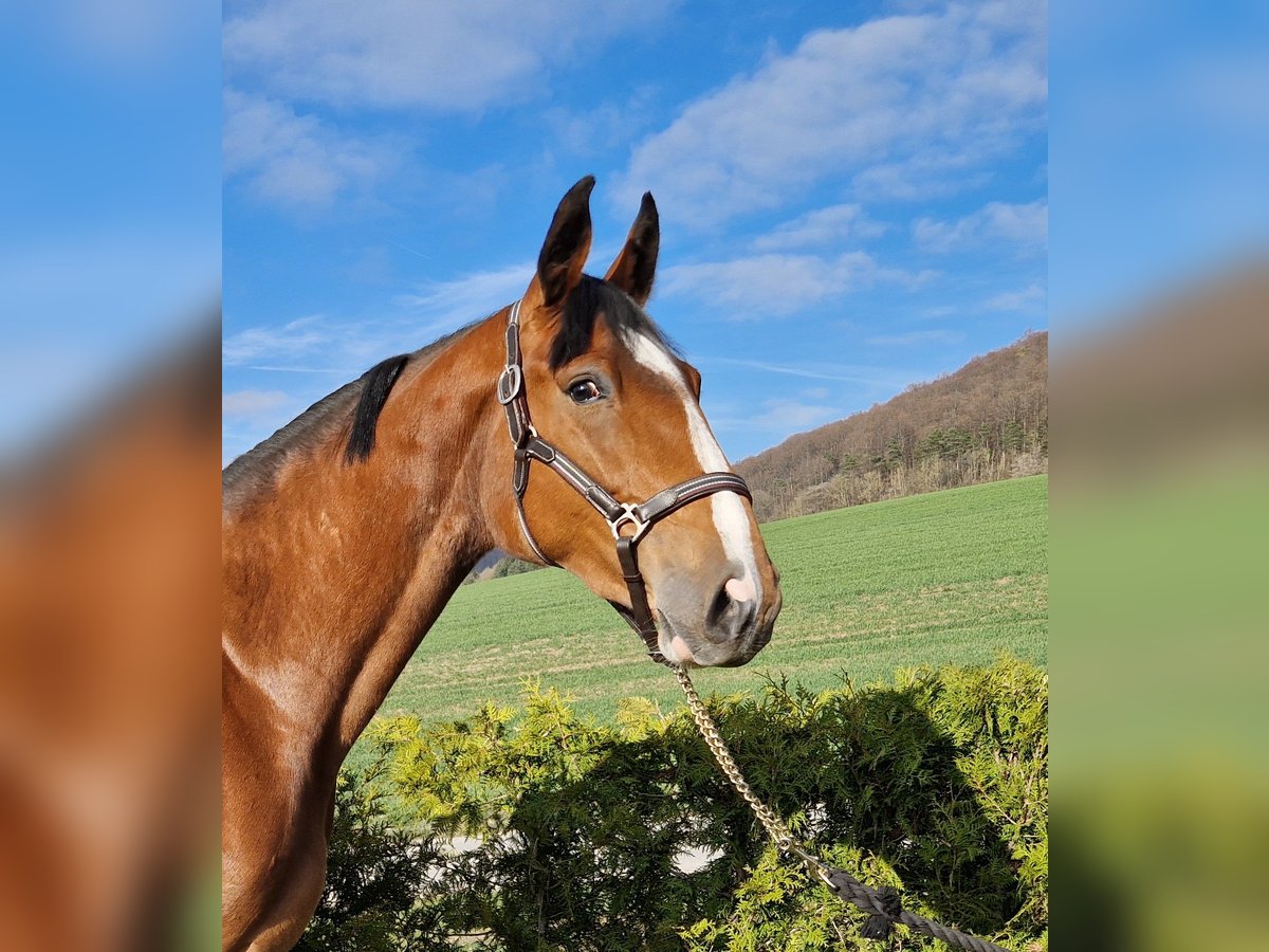 Oldenburger Springpferd Stute 3 Jahre 170 cm Brauner in Schimberg