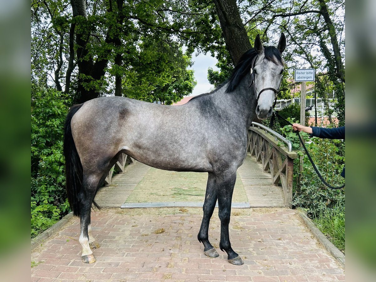 Oldenburger Springpferd Stute 3 Jahre 170 cm Schimmel in Z&#xFC;lpich