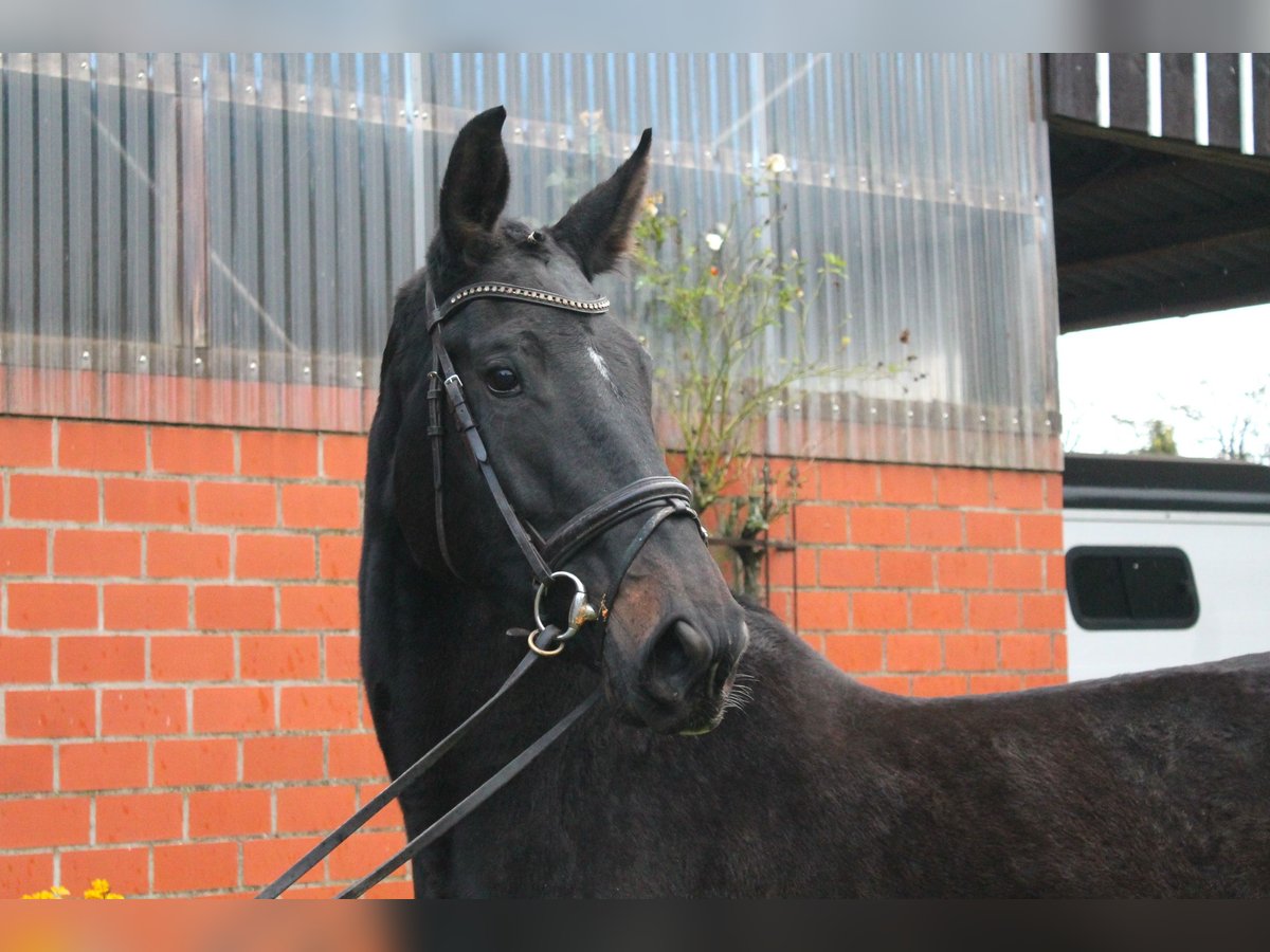 Oldenburger Springpferd Stute 3 Jahre 173 cm Schwarzbrauner in Nortrup