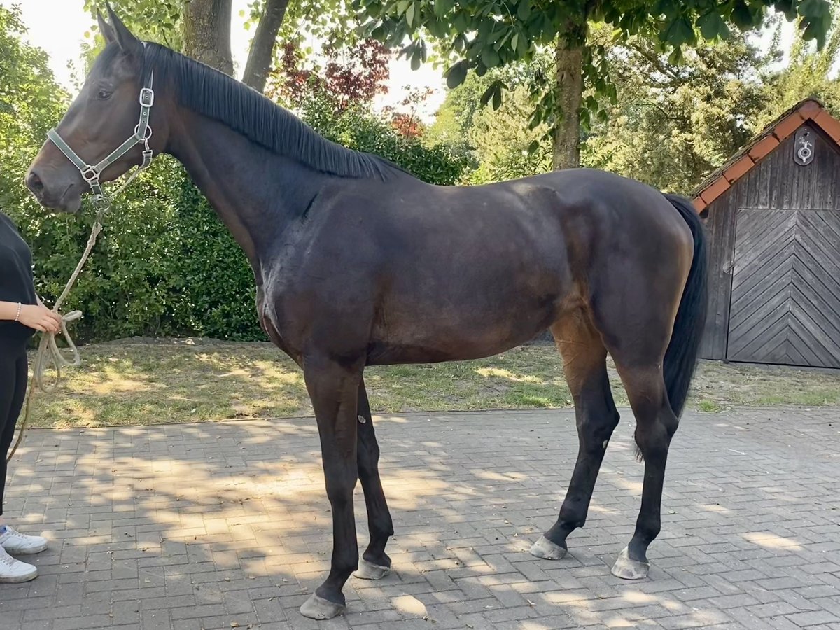 Oldenburger Springpferd Stute 3 Jahre 177 cm Dunkelbrauner in Garrel