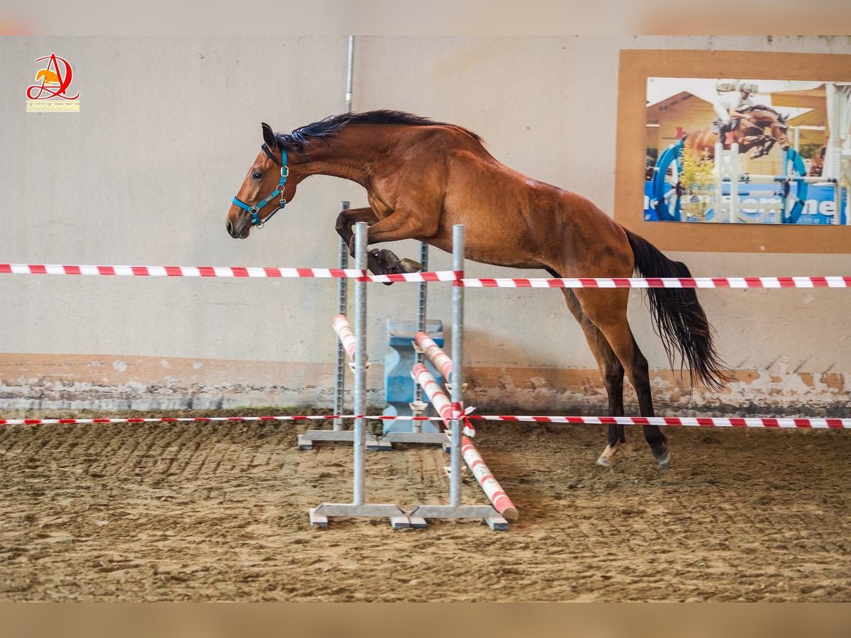 Oldenburger Springpferd Stute 3 Jahre Brauner in GROTE-BROGEL