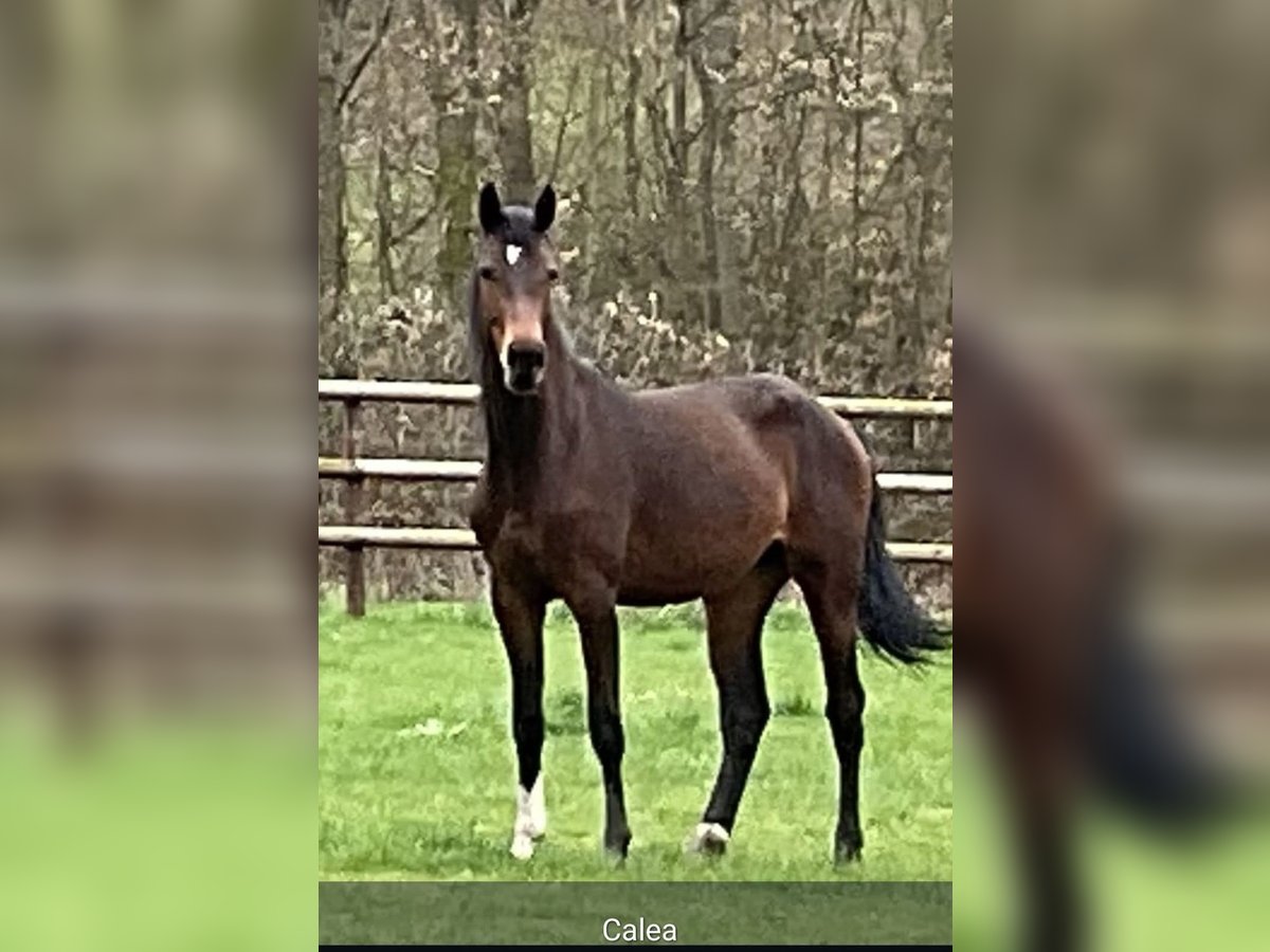 Oldenburger Springpferd Stute 3 Jahre Brauner in Weilrod Oldenburger Springpferd Stute 3 Jahre Brauner in Weilrod